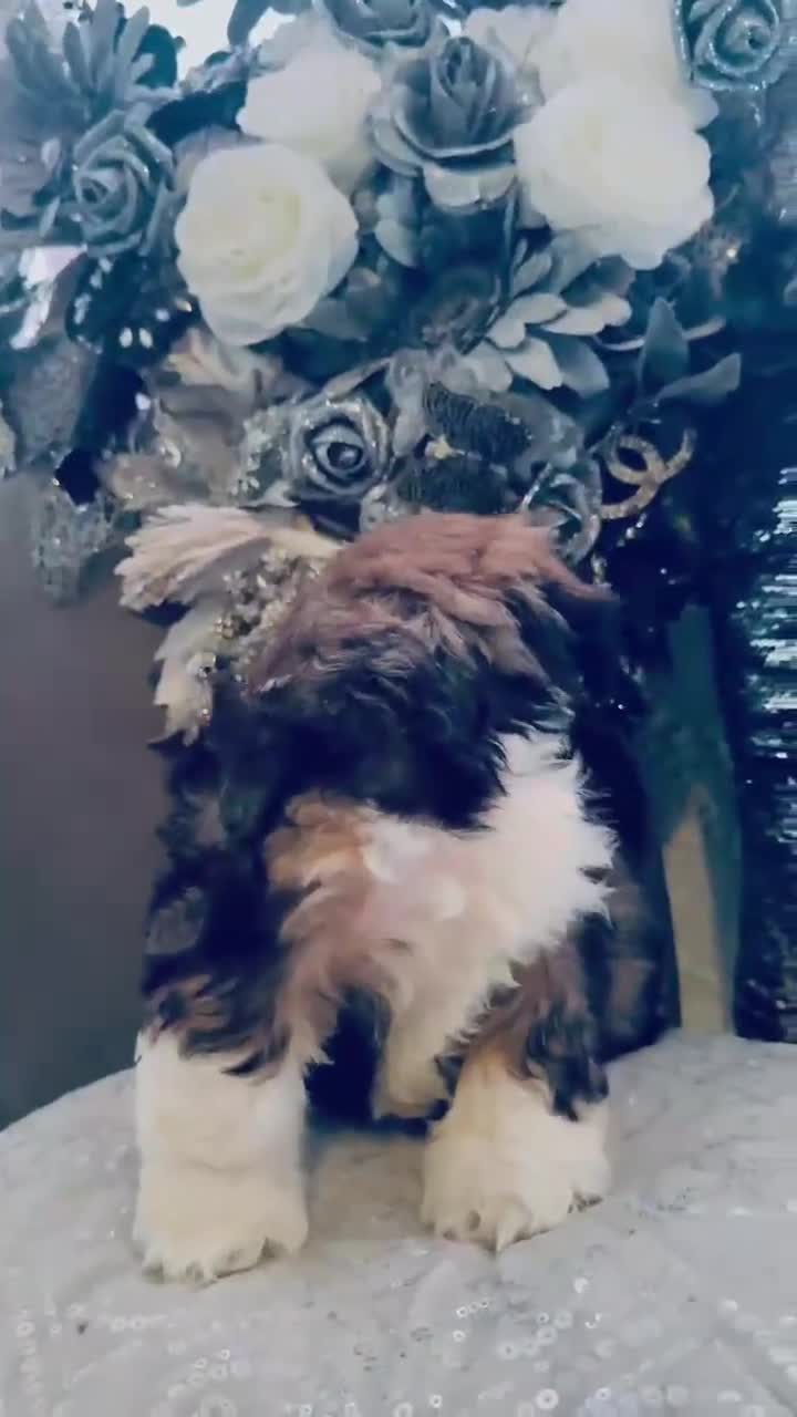Shih Tzu dogs for sale: 🐶✨ Beautiful Shih Tzu Puppies for Sale! ✨🐶 - Video 2