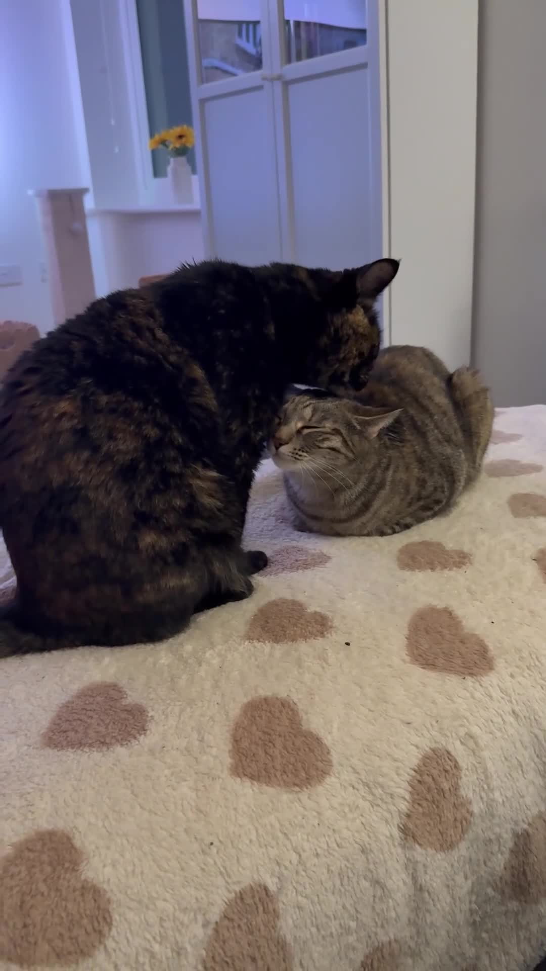 Domestic Shorthair cats for sale: 2 Gorgeous Girls for Re-homing - Video 2