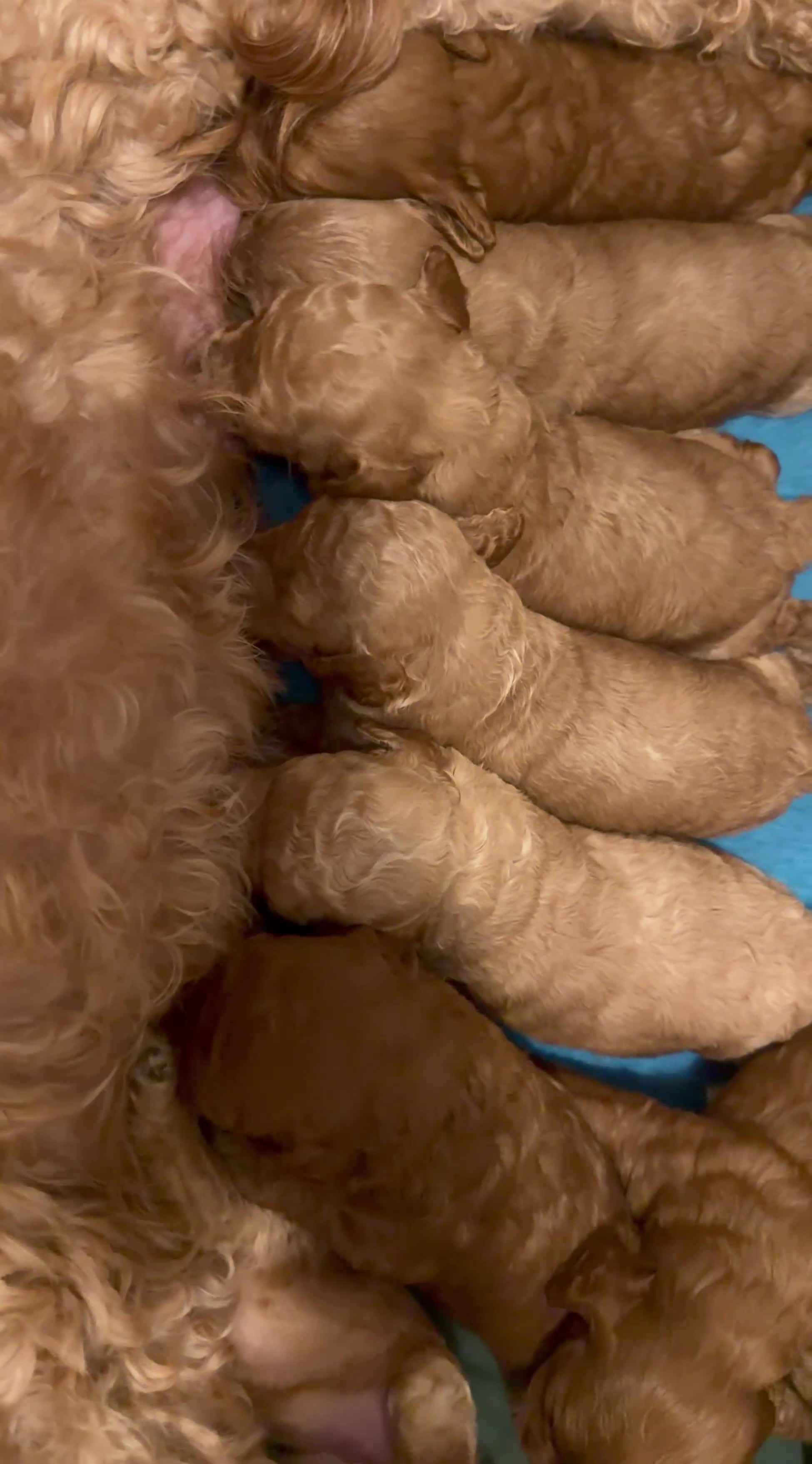 Cavapoo dogs for sale: Cavapoos 5 star licensed breeder - Video 1