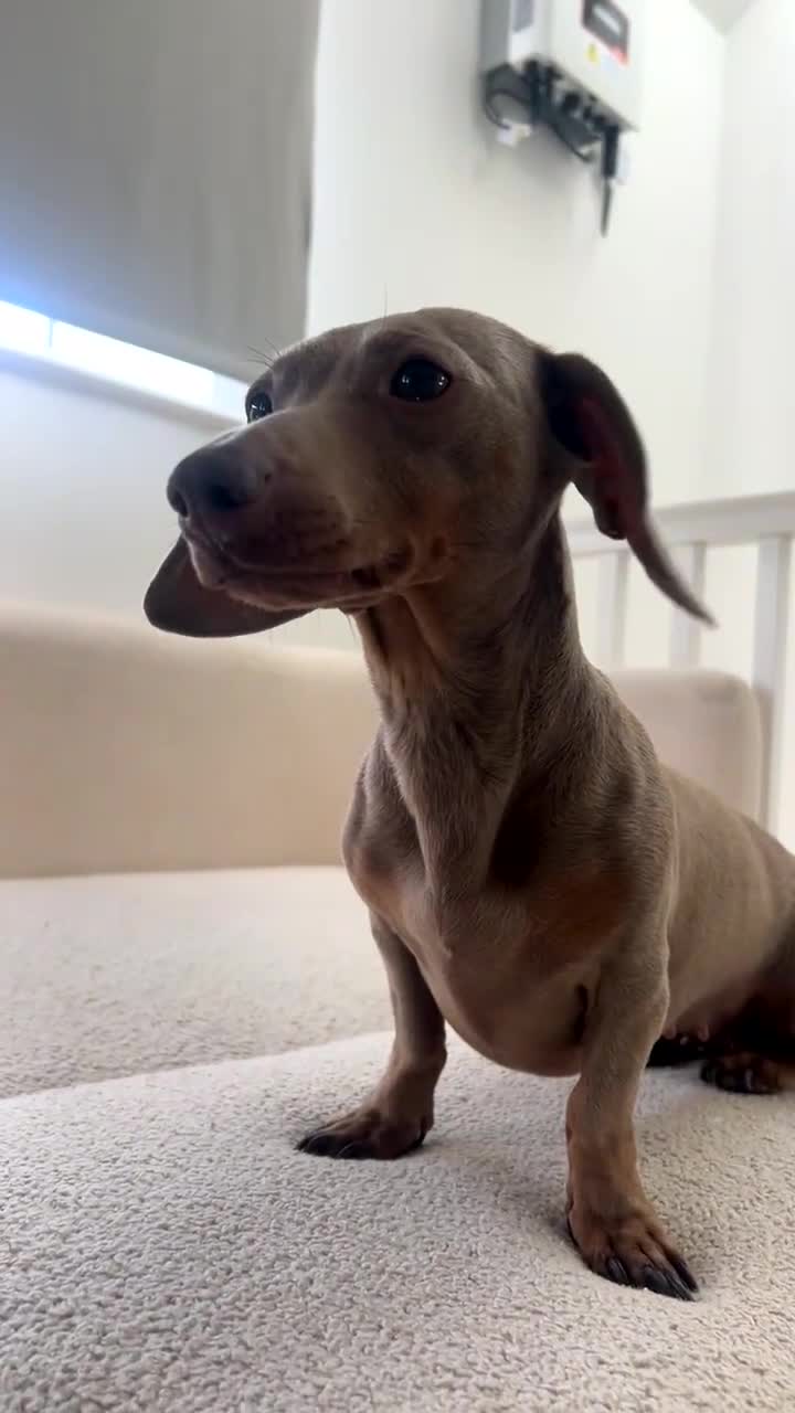 Miniature Dachshund dogs for sale: Beautiful Miniature Daschund Girlie - Video 1