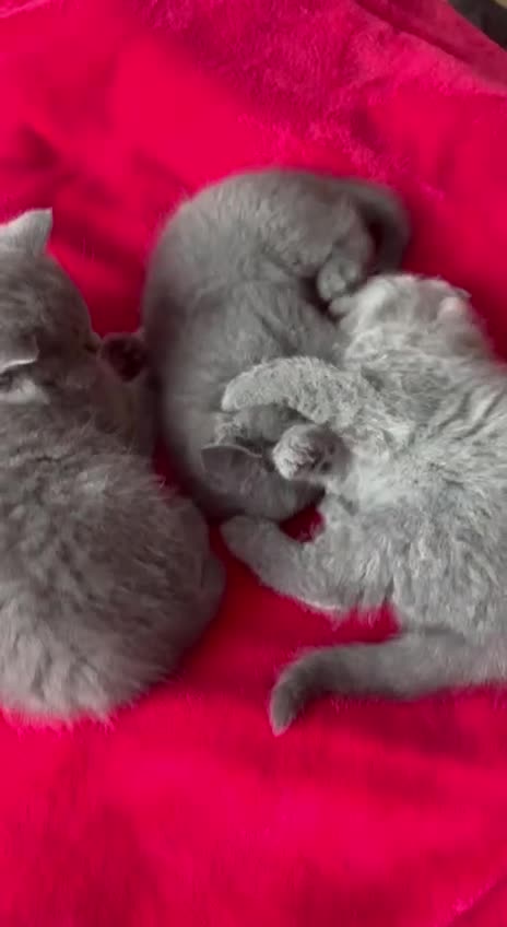British Shorthair cats for sale: 3 kittens for sale - Video 1