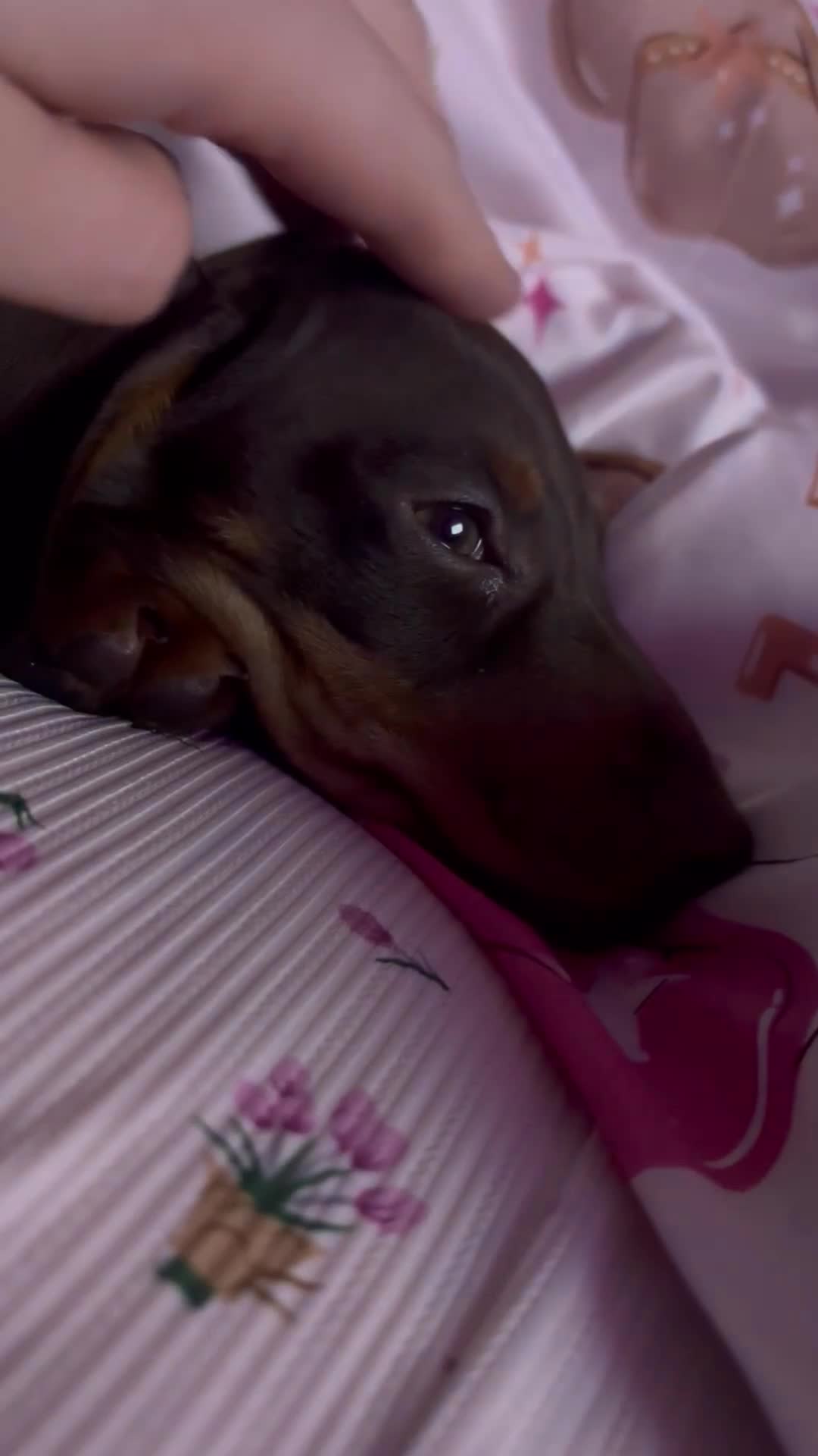 Miniature Dachshund dogs for sale: Miniature dachshund  - Video 2