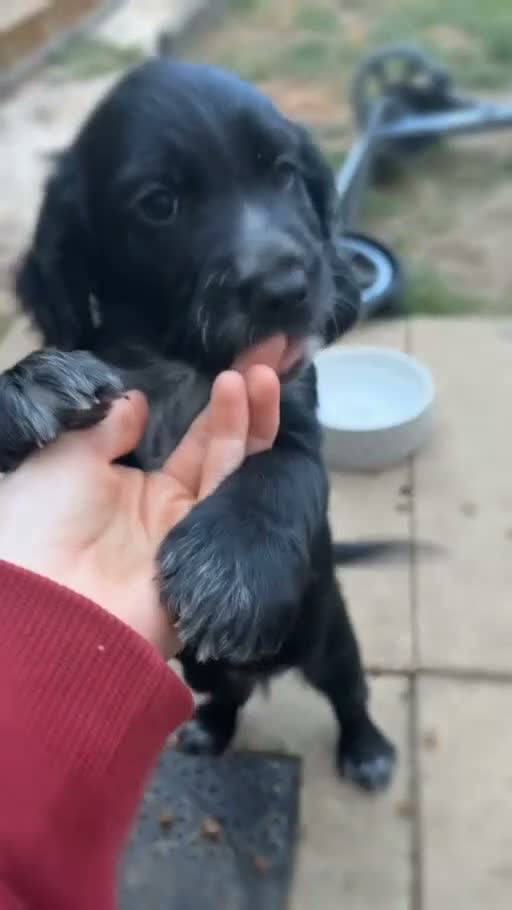 Cocker Spaniel dogs for sale: Beautiful working cocker spaniel boy - Video 1
