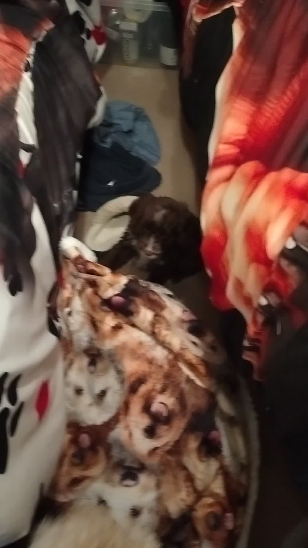 Cockapoo dogs for sale: Cockapoo puppies 100%  - Video 1