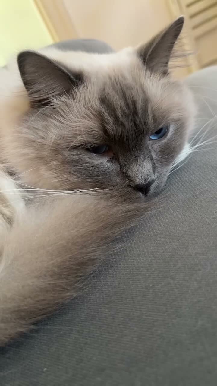 Ragdoll cats for sale: Ragdoll Cats For Sale - Video 1
