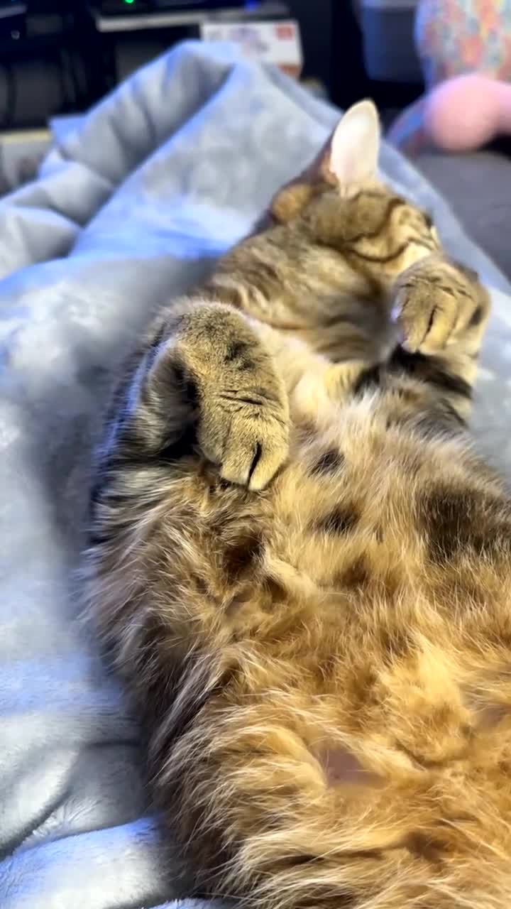 British Shorthair cats for sale: Whiskey - British Shorthair for sale - Video 2