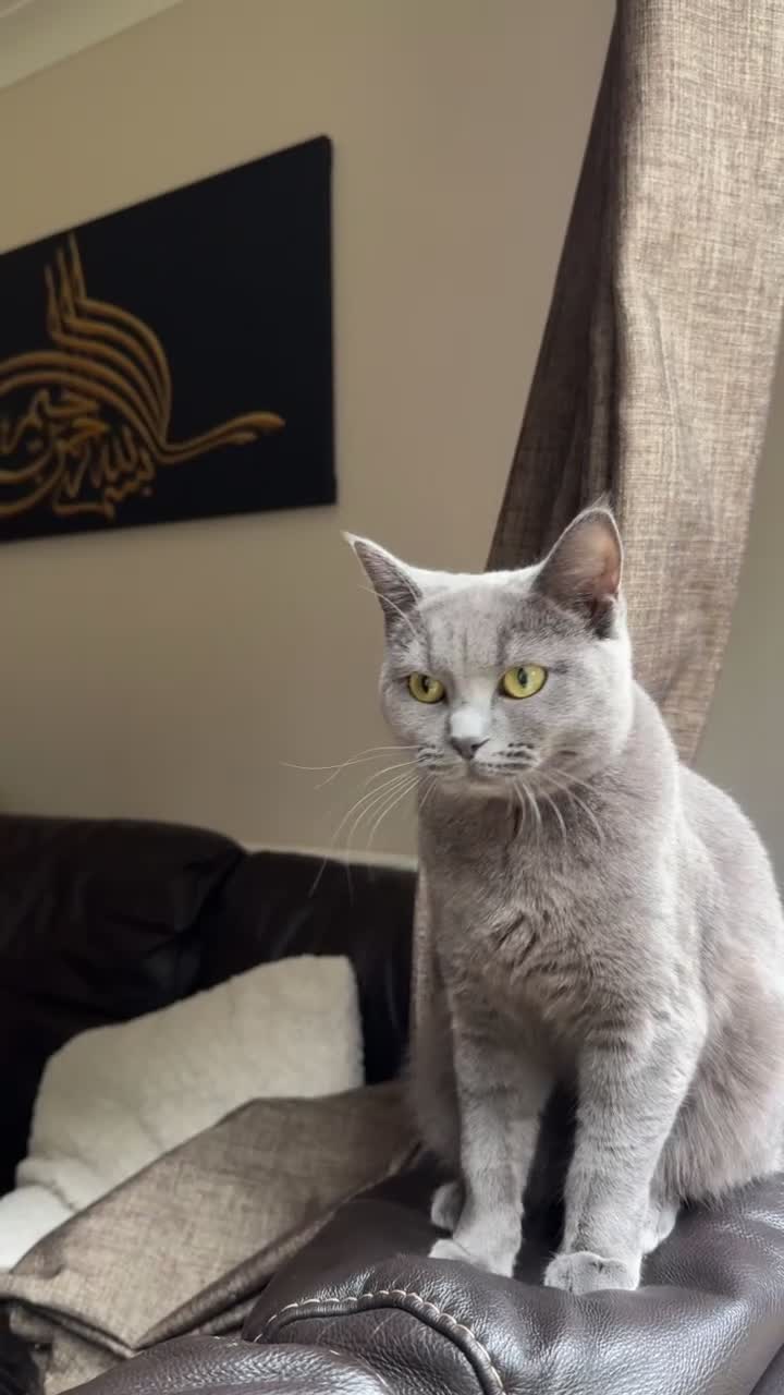 Mixed Breed cats for sale: Mixed ragdoll x British short hair cat - Video 1