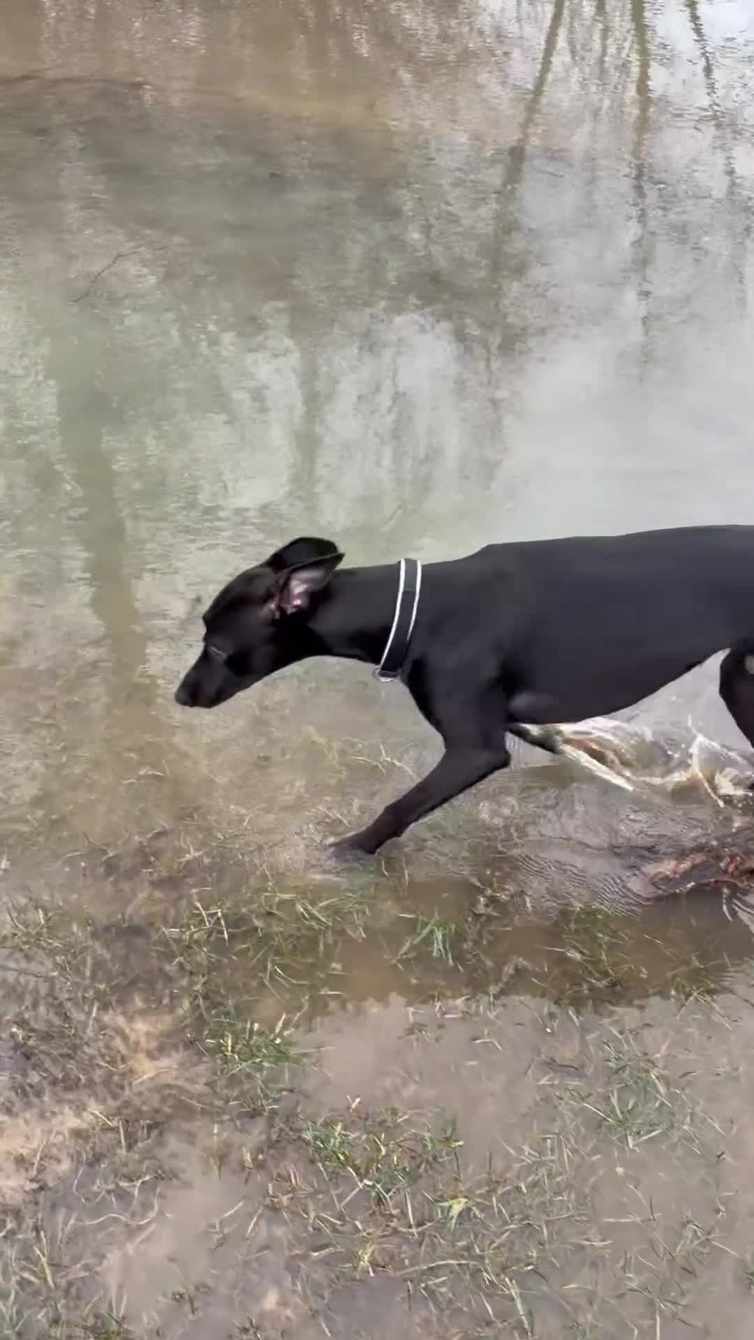 Whippet dogs for stud: Jett Black - Video 1