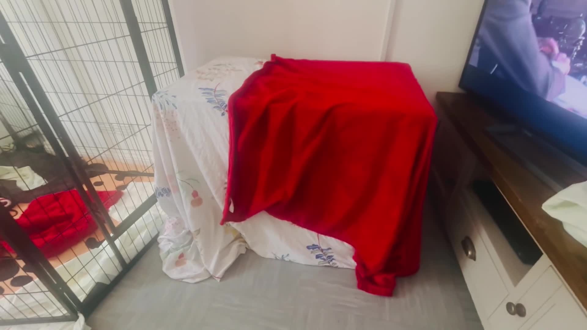 Cocker Spaniel dogs for sale: 11 week old boy already crate and whistle trained! - Video 3