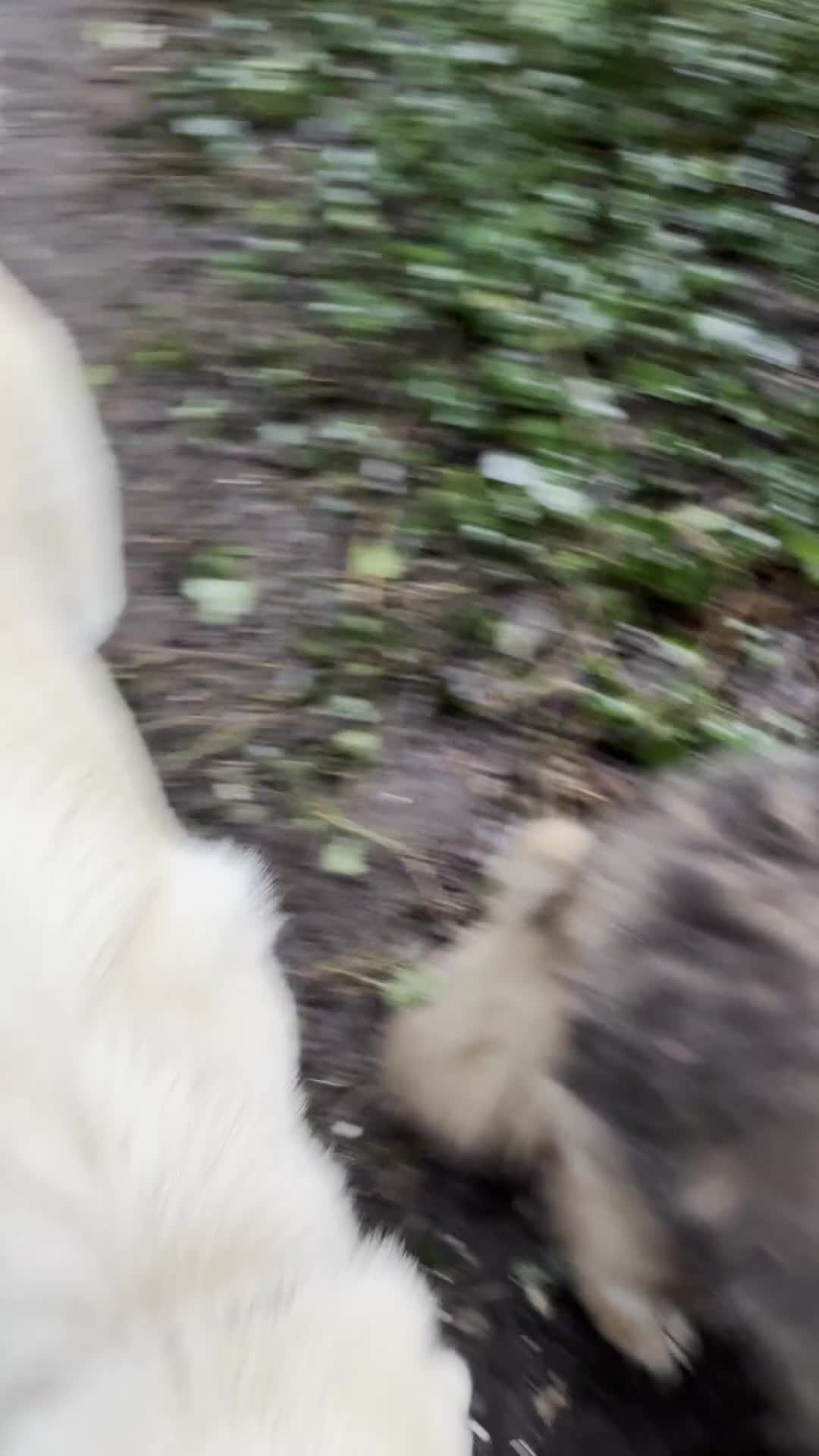 Mixed Breed dogs for sale: Gorgeous goofy Asprouli looking for his home - Video 3