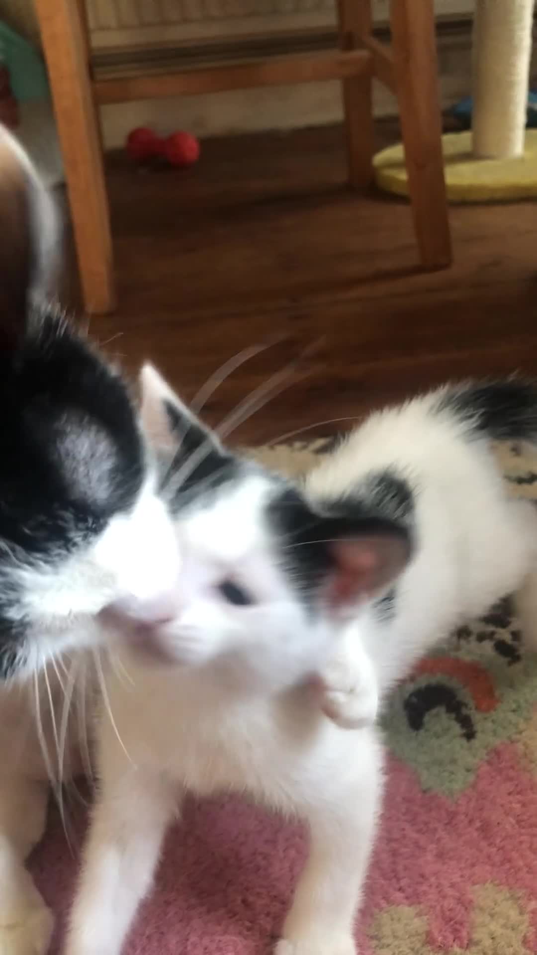 Domestic Shorthair cats for sale: Black and white domestic short hair boy kittens in Buxton - Video 1