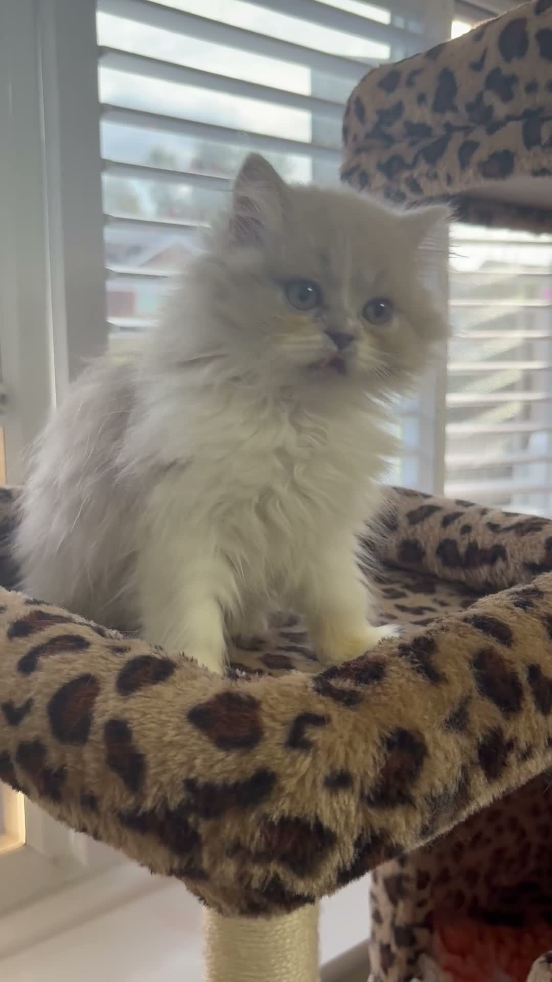 British Longhair cats for sale: Champ mum and dad. British longhairs - Video 1