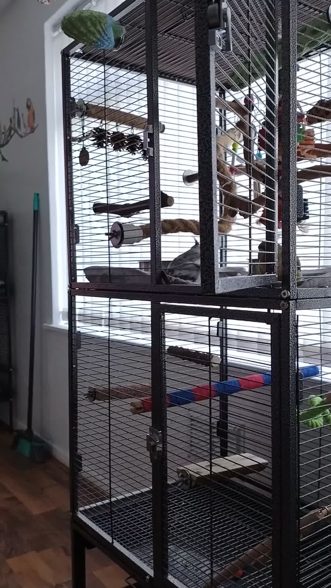Cockatiels birds for sale: Male cockatiel  - Video 1