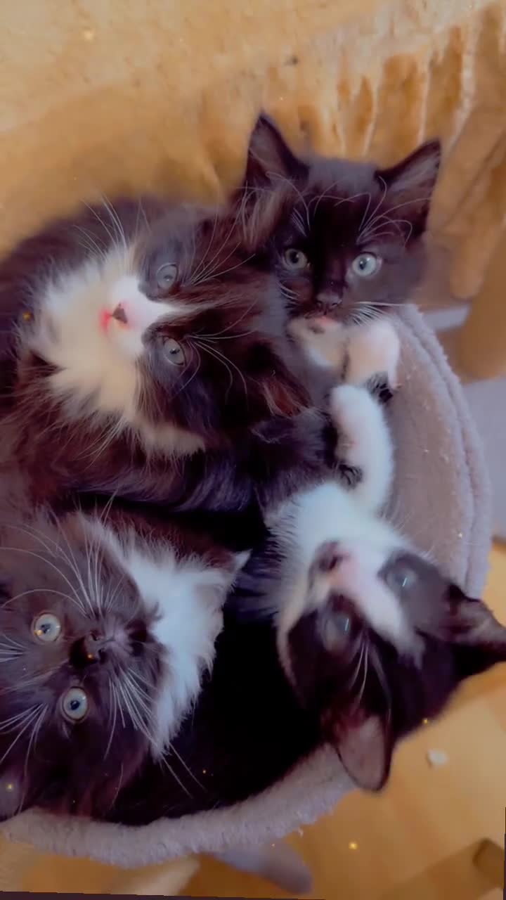 Mixed Breed cats for sale: 4 Beautiful Tuxedo Kittens (3 Long haired) <3 - Video 1
