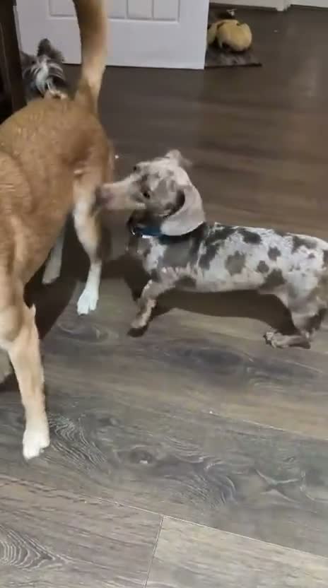 Mixed Breed dogs for adoption: 💙 THOR, 💙MONTY & ❤️COCO – THREE LITTLE SAUSAGES in Burton-on-Trent - Video 1