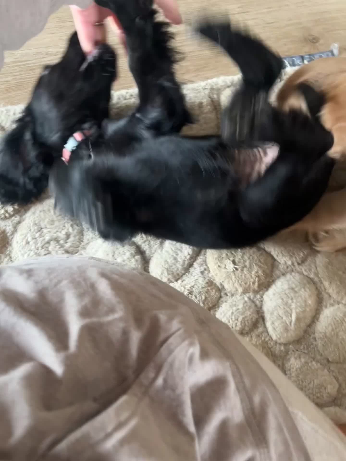 Cocker Spaniel dogs for sale: Gorgeous KC Working Cocker Spaniel Puppy Available - Video 1