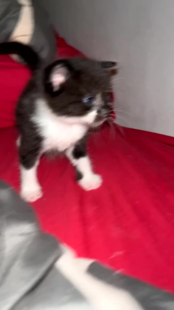 Domestic Shorthair cats for sale: 2 domestic shorthair kittens for sale! - Video 1