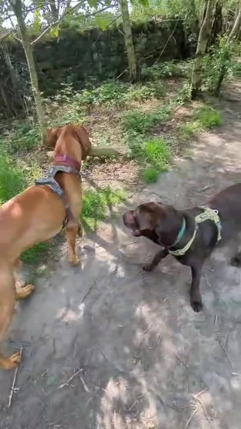 Labrador Retriever dogs for sale: Working line lab  in Sheffield - Video 3