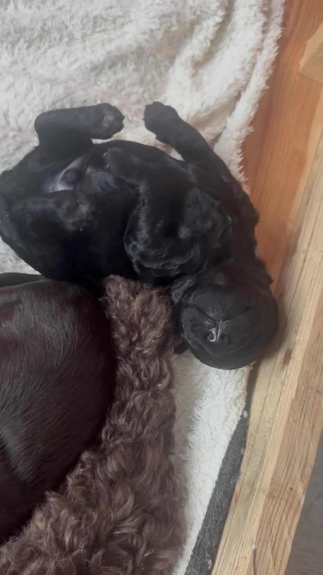 Cockapoo dogs for sale: Beautiful cockapoo babies 🐶  - Video 2