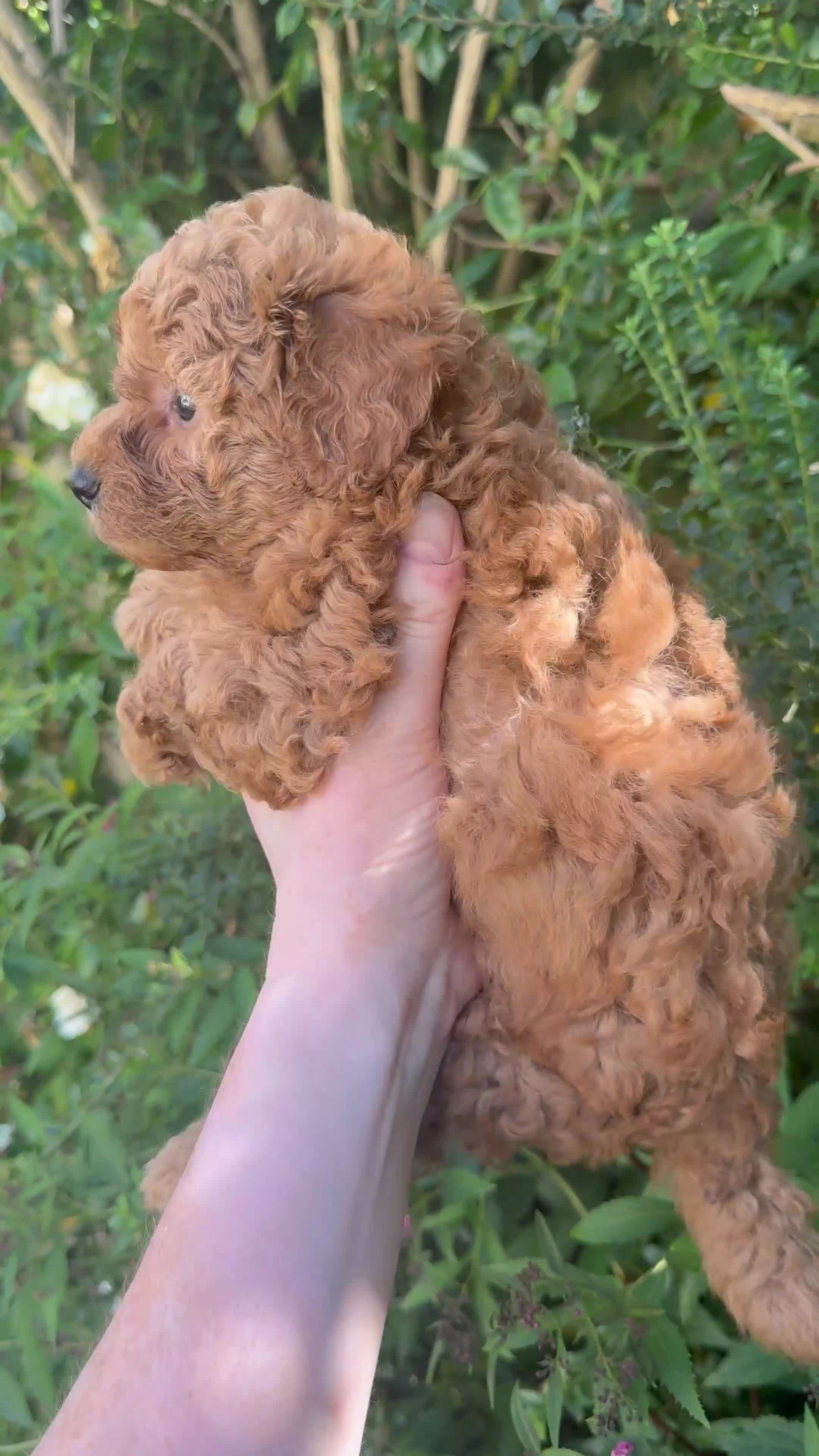 Cavapoochon dogs for sale: Cavapoo curly wurly puppies. 5* Council Reg’d - Video 3
