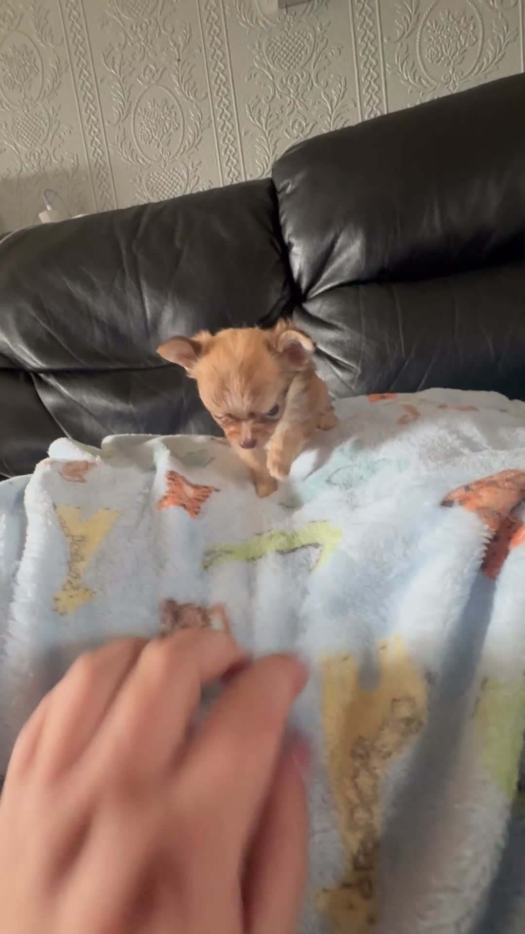 Chihuahua dogs for sale: Long haired chihuahua puppies  - Video 2