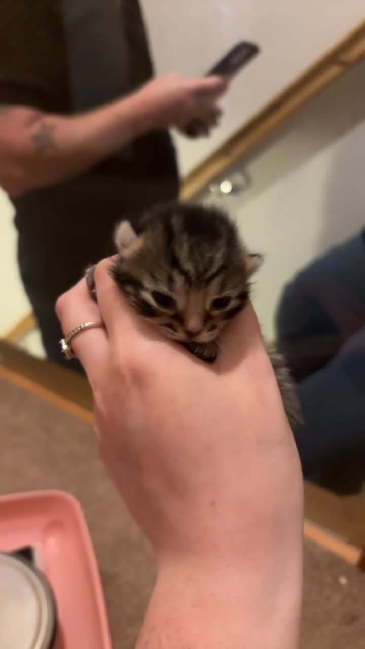 Mixed Breed cats for sale: 4 Beautiful kittens Looking for their forever home in Aberdeen - Video 3