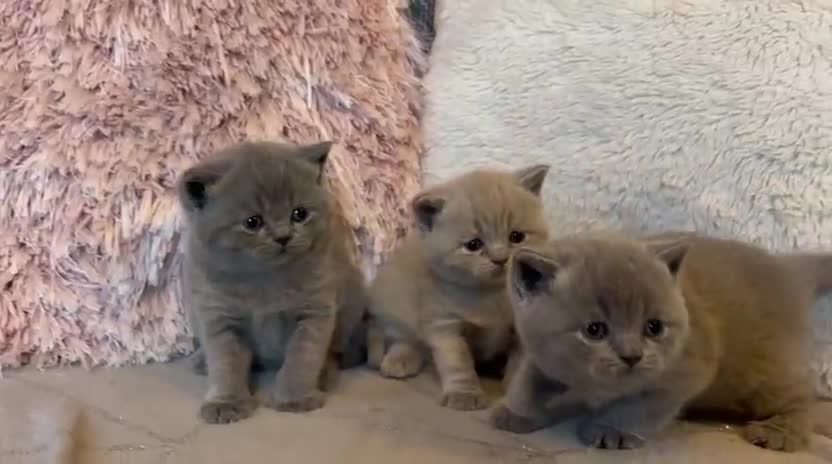 British Shorthair cats for sale: Gorgeous BSH female kittens for sale - Video 1