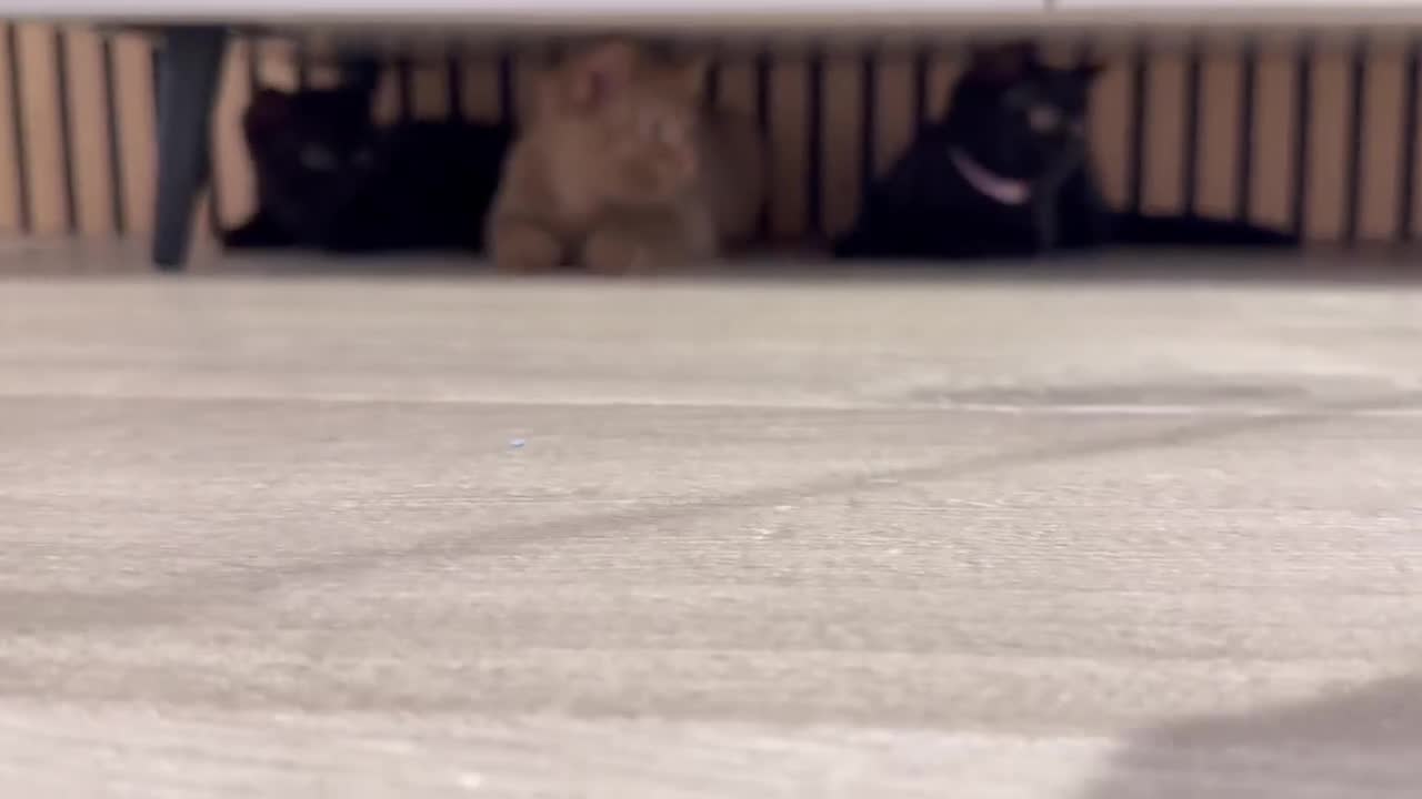 British Shorthair cats for sale: 🏆 GCCF Classic Tabby Markings BSH | Champion Line - Video 1