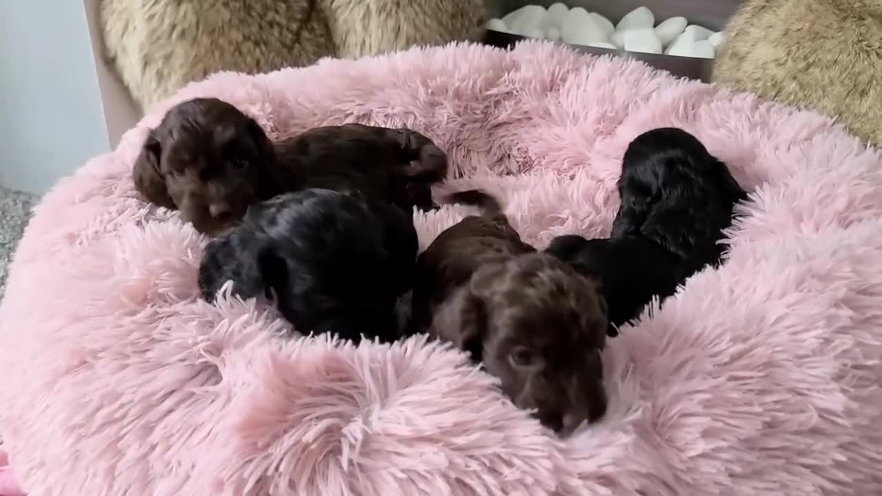 Cockapoo dogs for sale: F1 Cockapoo Puppies. Thick Coats. DNA tested - Video 2