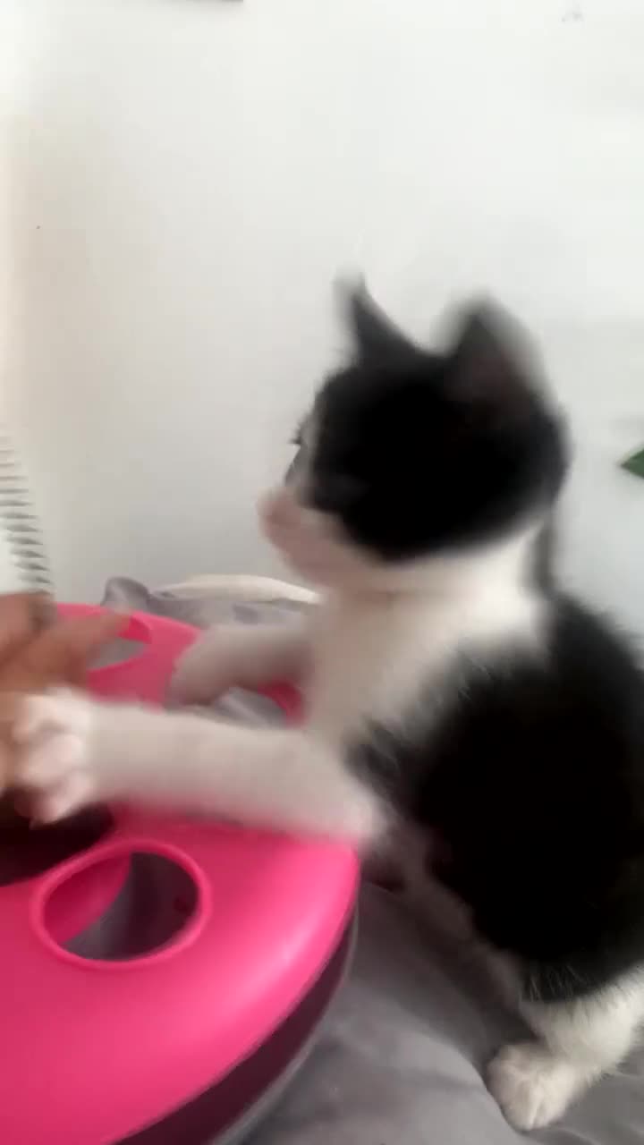 Mixed Breed cats for sale: kittens! - Video 1
