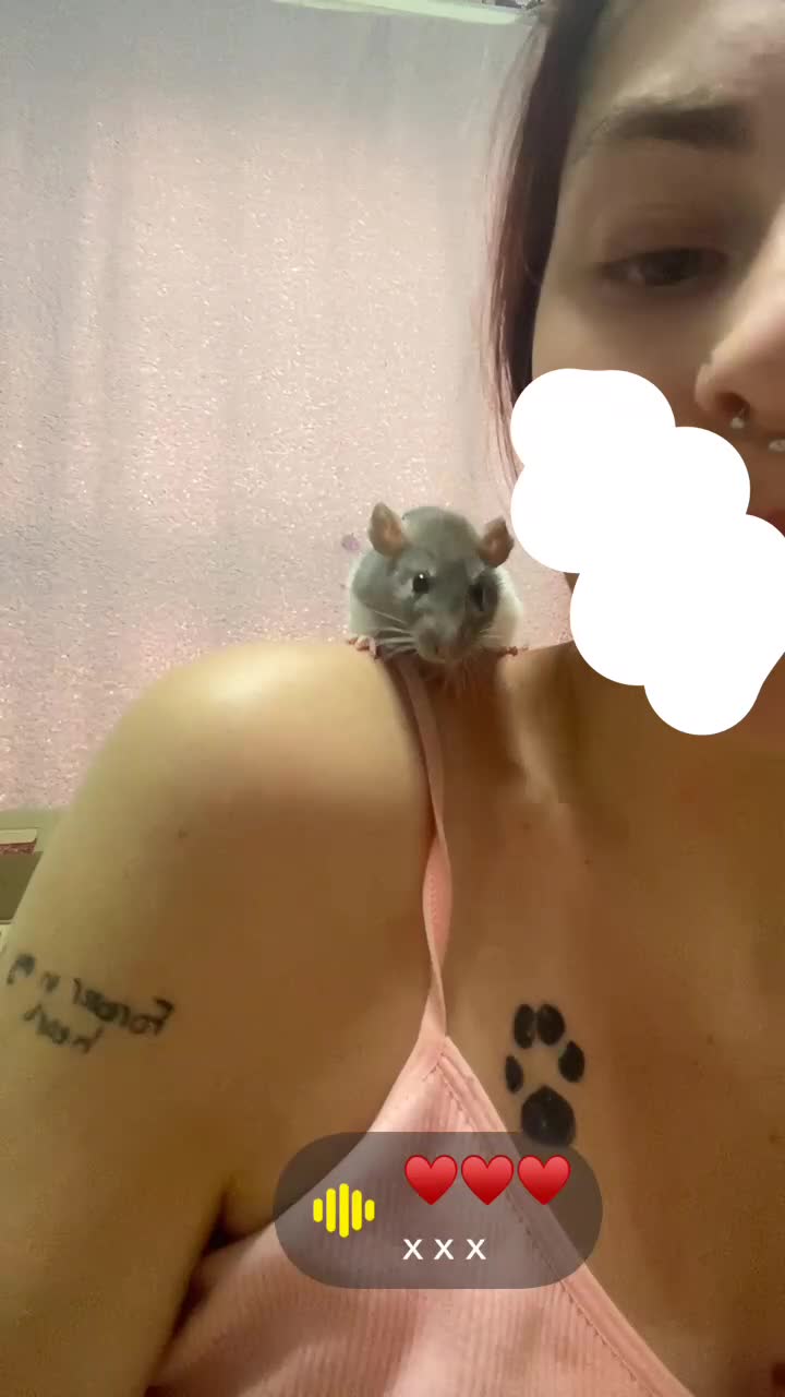 Rat rodents for sale: Rat for sale - Video 1