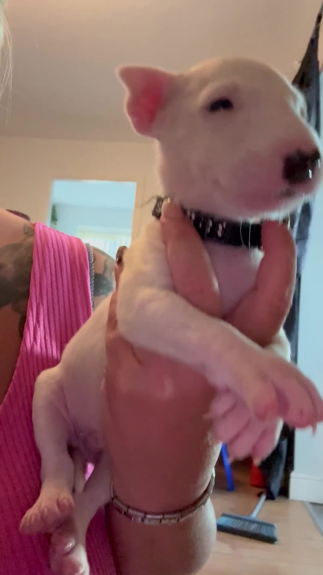 English Bull Terrier dogs for sale: Stunning English Bull Terrier pups. - Video 3
