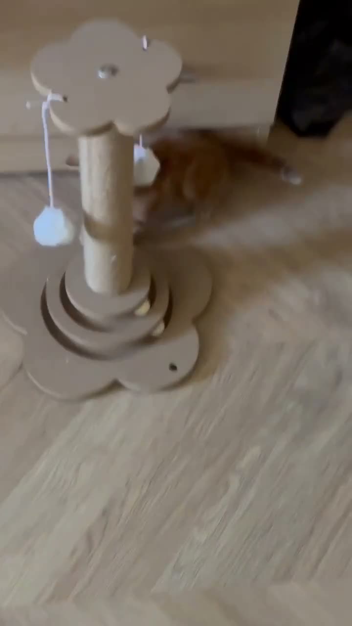 Mixed Breed cats for sale: ginger tabby  - Video 3