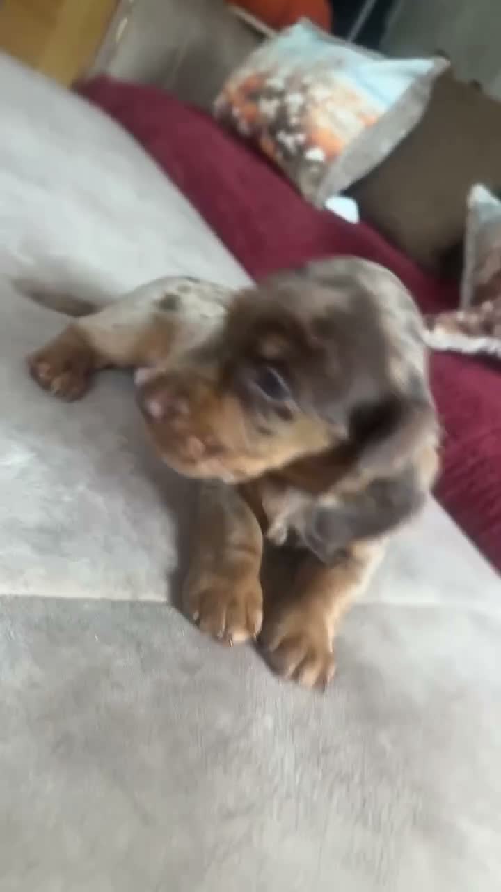 Mixed Breed dogs for sale: 8 week old dockers 4 males  - Video 2
