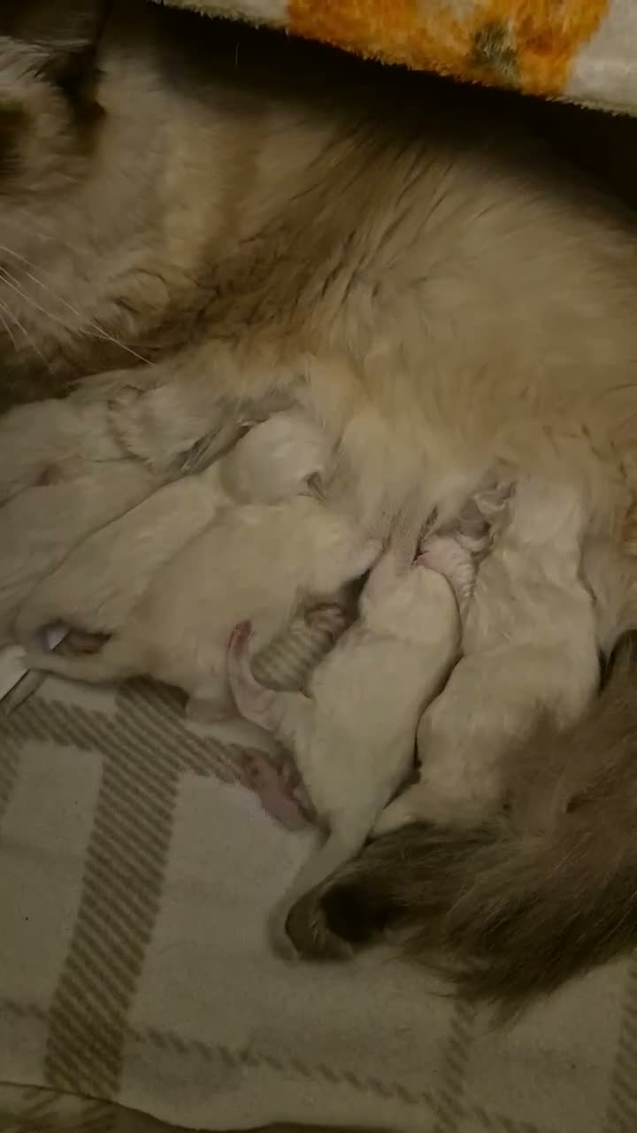 Ragdoll cats for sale: Ragdoll kittens (5 males/2 females) - Video 1
