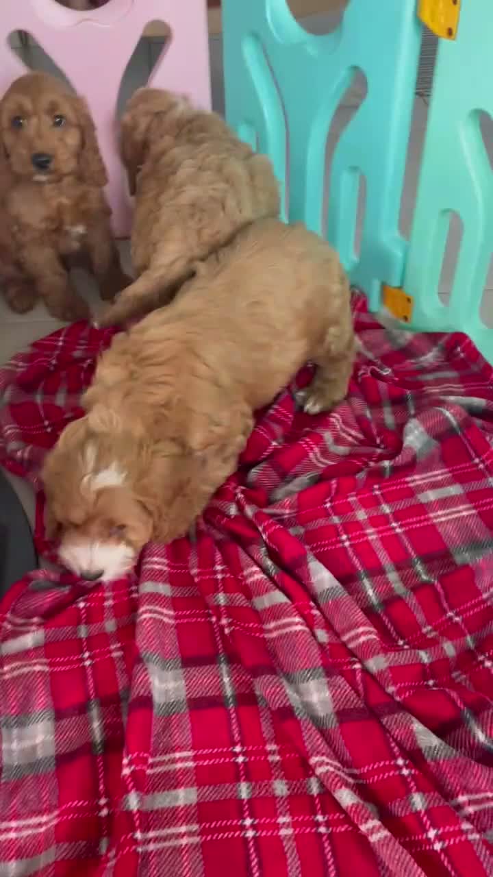 Cockapoo dogs for sale: F1 MINIATURE SHOW TYPE COCKAPOO PUPPIES  - Video 1