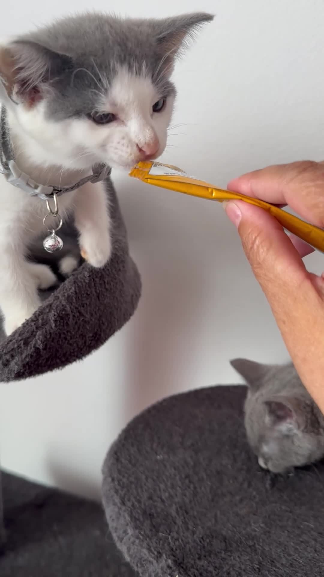 British Shorthair cats for sale: Beautiful BSH  - Video 3