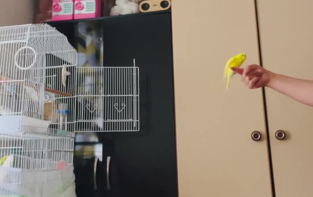 Budgerigars birds for sale: Male budgie - Video 1