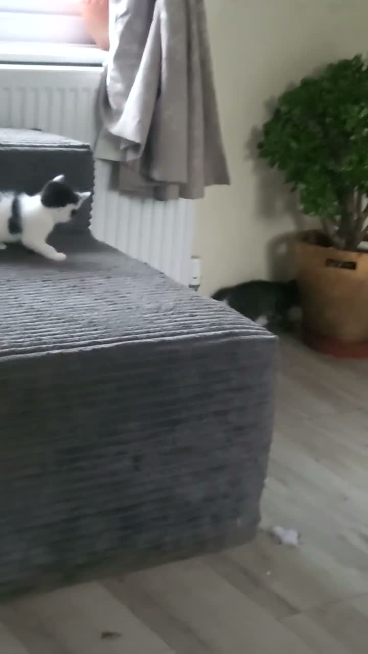 Mixed Breed cats for sale: Lovely kittens - Video 2