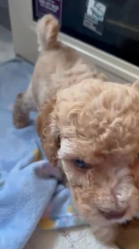 Cavapoo dogs for sale: * Cavapoo Boys available * - Video 1