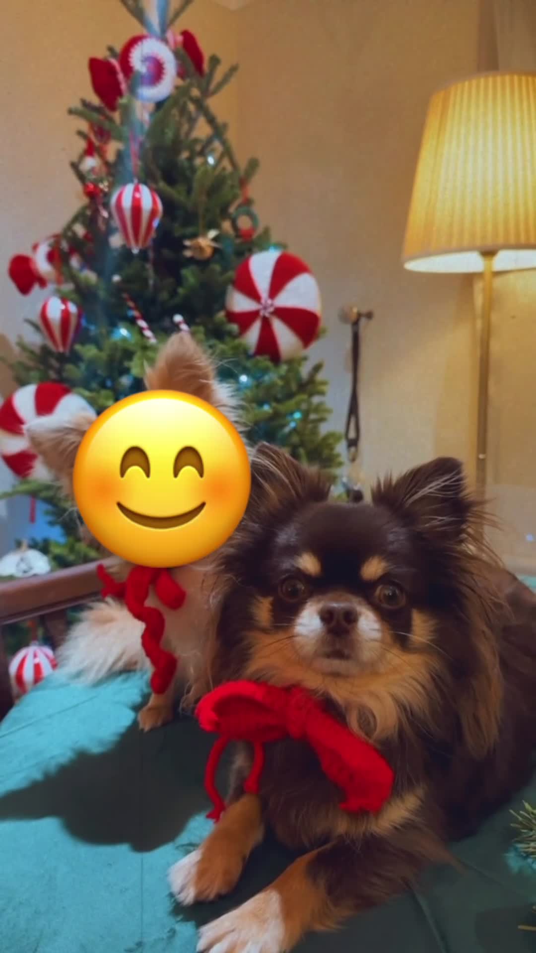 Chihuahua dogs for sale: 5 years old Chihuahua  - Video 1