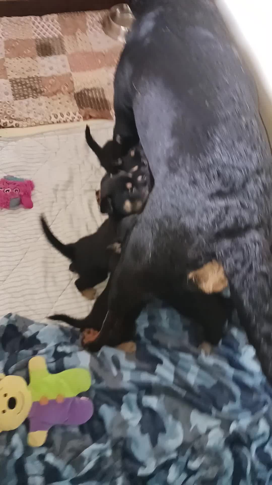 Mixed Breed dogs for sale: Rottsky puppies for sale - Video 1