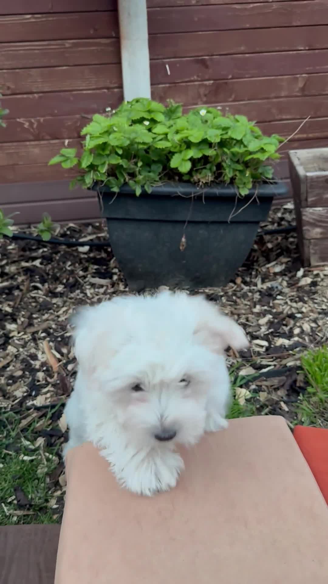 Maltese dogs for sale: Adorable Female Puppy for Sale!!! - Video 1