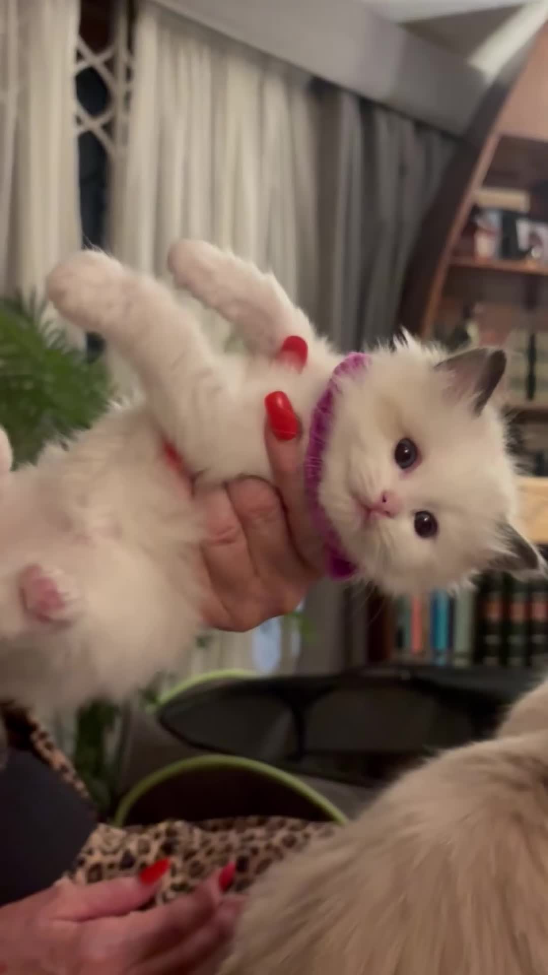 Ragdoll cats for sale: 💙 3 Left! Beautiful Ragdoll Kittens for Sale - Video 1