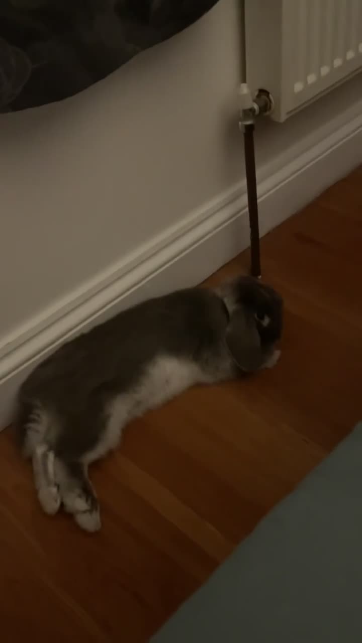 Mini Lop rabbits for sale: Blueberry  in Great Yarmouth - Video 2