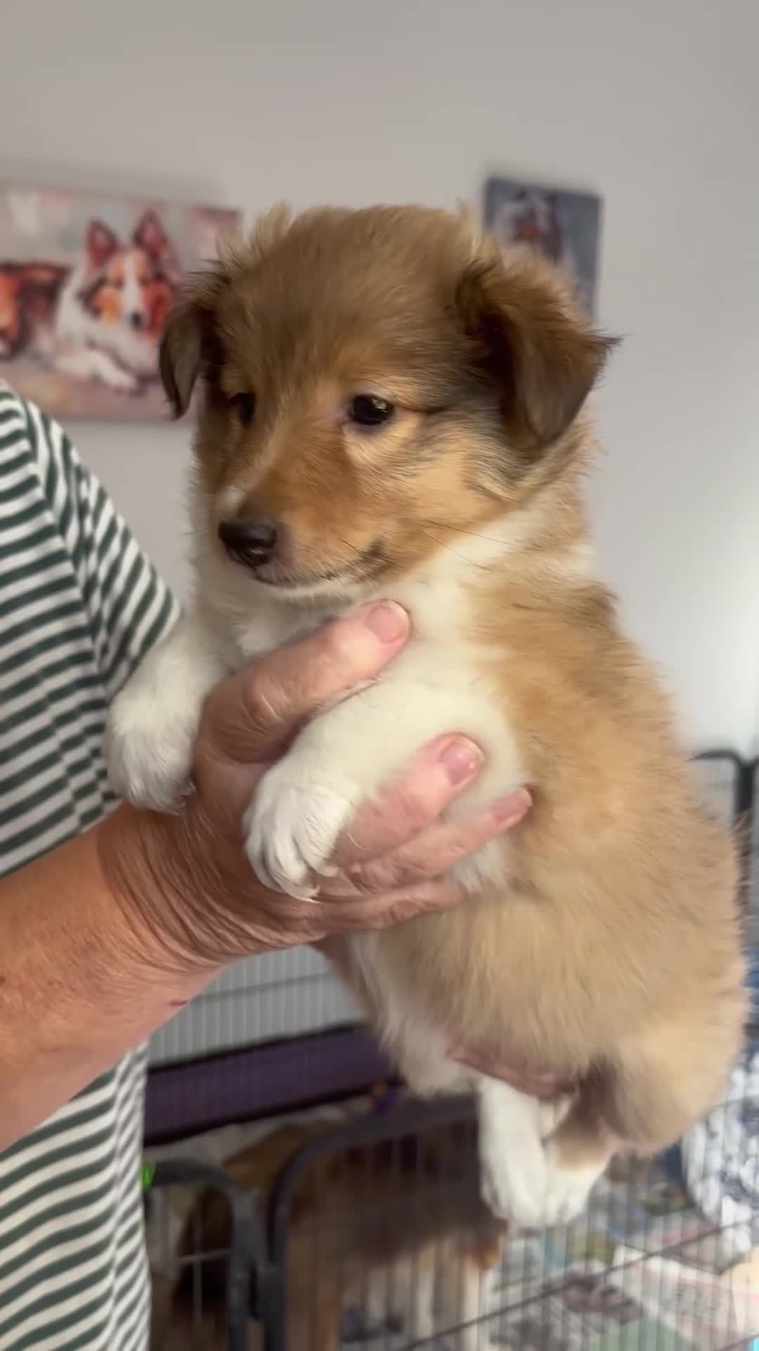 Shetland Sheepdog dogs for sale: Beautiful sable Shetland sheepdog puppies  - Video 3
