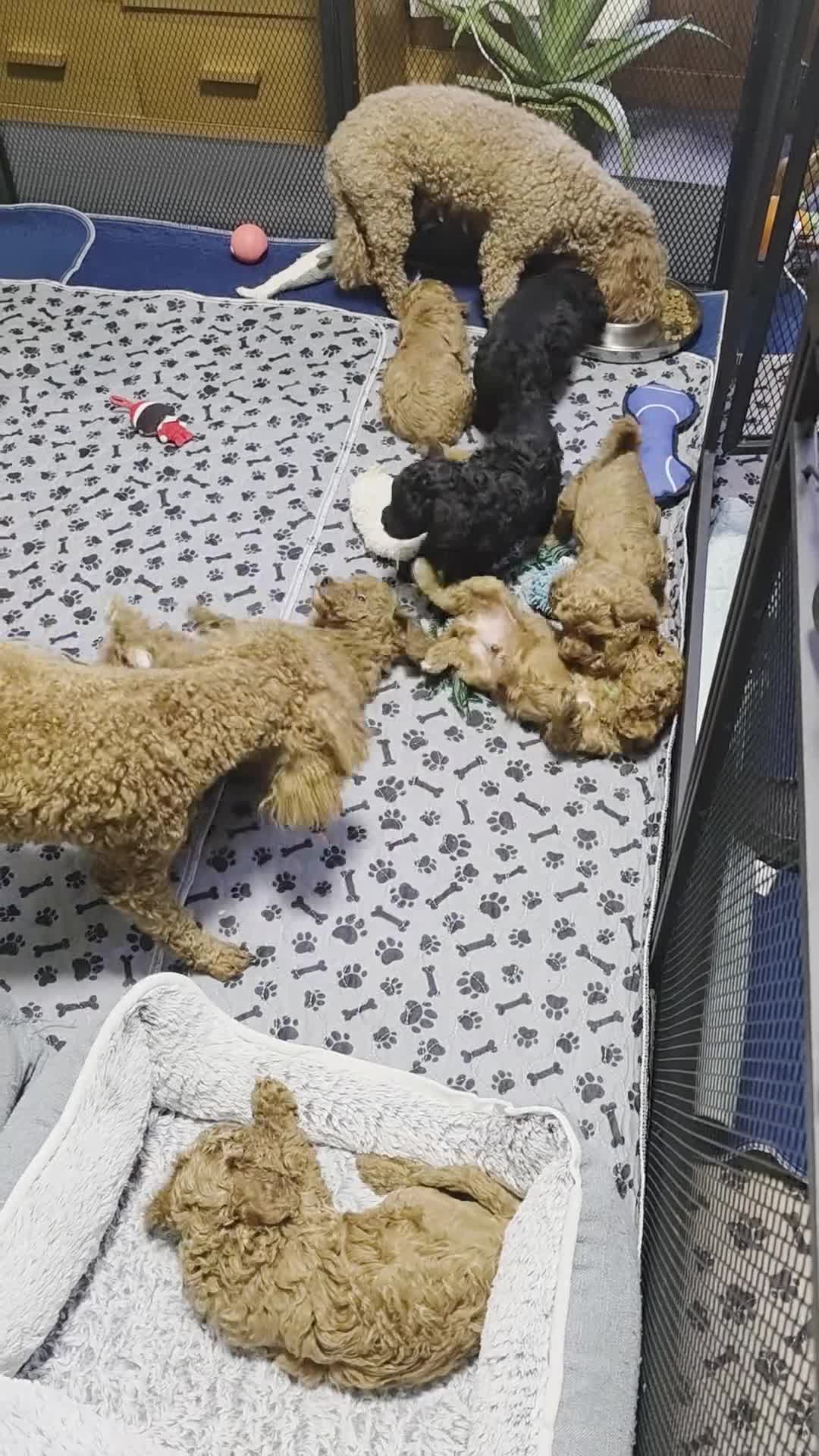Toy Poodle dogs for sale: Toy Poodle  - Video 1