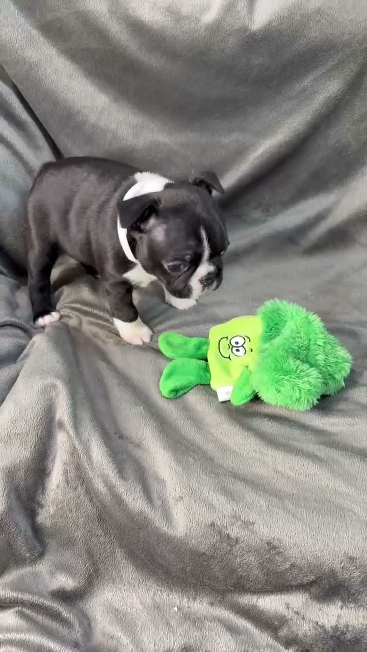Boston Terrier dogs for sale: Bostixon KC Registered Boston Terrier Puppies - Video 2