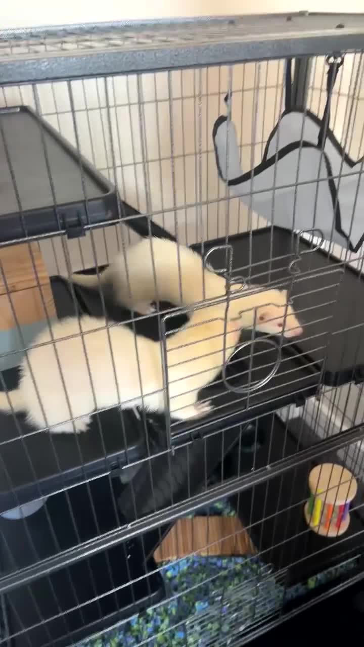 Ferret rodents for sale: 2 boy ferrets  - Video 1