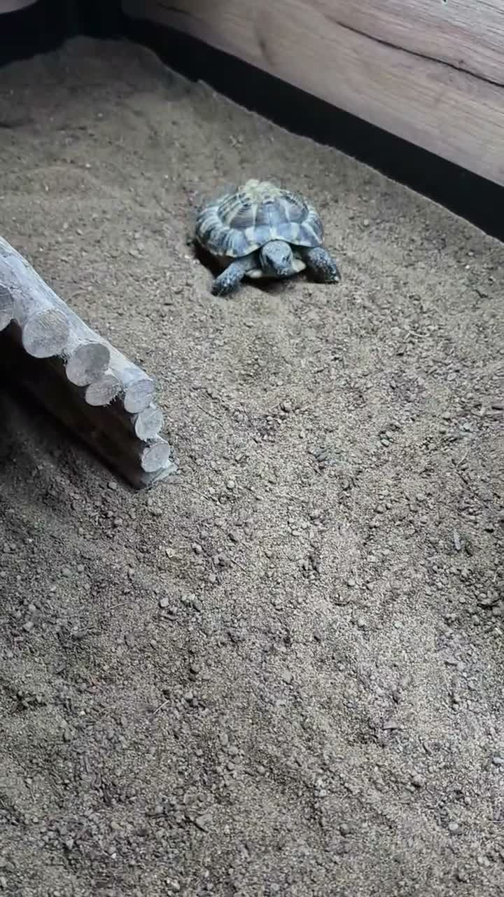 Hermann Tortoise reptiles for sale: Turbo the Hermann tortoise  - Video 1